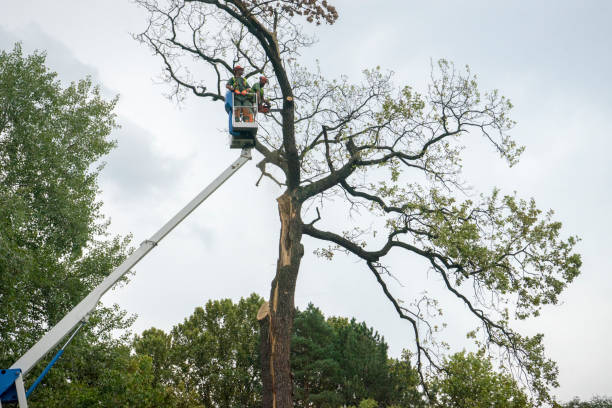 Best Tree Pruning Services  in Mountain Green, UT